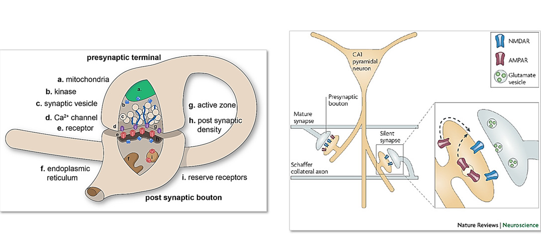 Evolutia fractalica 