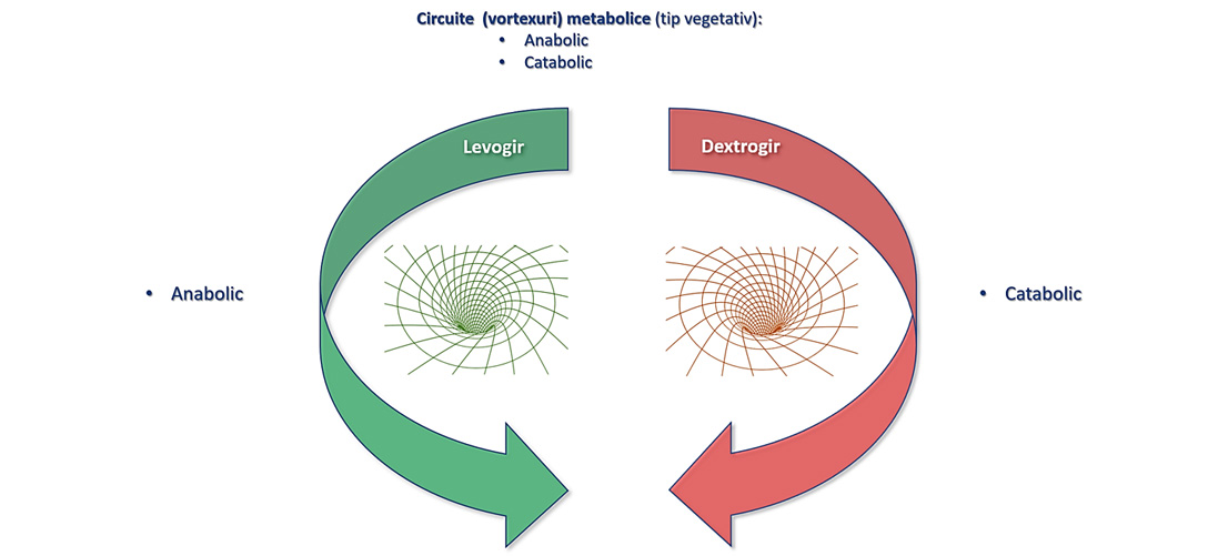Evolutia fractalica 